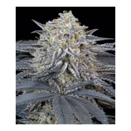 Watermelon Runtz â 1